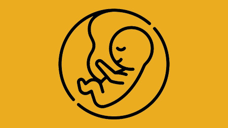 Mais proteção a embriões de galinha do que a embriões humanos?