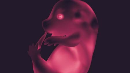 Embrião de camundongo de células-tronco