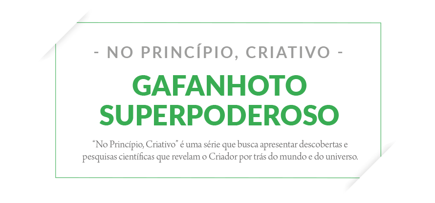 Gafanhoto superpoderoso